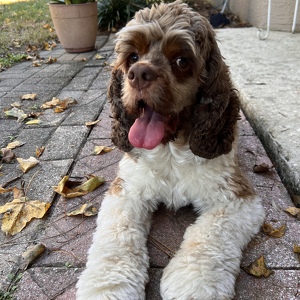 Fundraising Page: Melissa Poitras